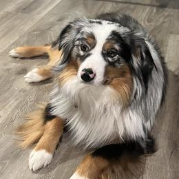Klondike - Miniature Australian Shepherd