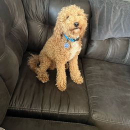 Journey - Goldendoodle