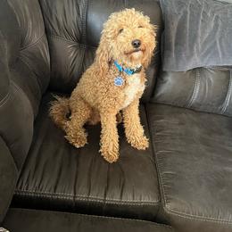 Journey - Goldendoodle