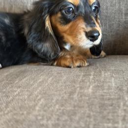Gus 3500 - Dapple male Dachshund puppy in Tonopah, Arizona from Brandie's Dachshunds