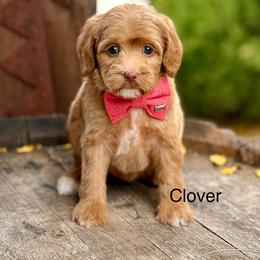 Clover - Caramel red female Australian Labradoodle puppy in Anderson, California from Shaggy Doodles