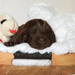 Red , Male - Brown male Newfoundland puppy in Dalton, Ohio from Newfforu