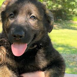 Suzanne - Sable female German Shepherd puppy in Winterport, Maine from Vom Stevens Old Fashioned German Shepherds
