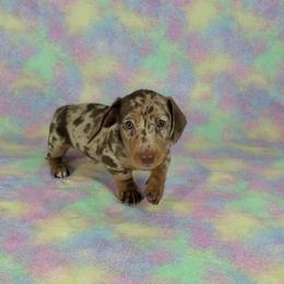 Dachshund Puppies from Newbern's Nuggets