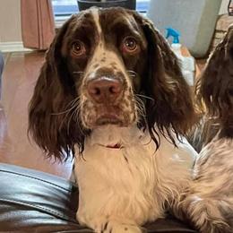 English Springer Spaniels from Taylor Family Kennels