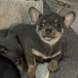 Hunter - Blue and tan male Chihuahua puppy in Brooklyn, Connecticut from Ladybug Chihuahuas