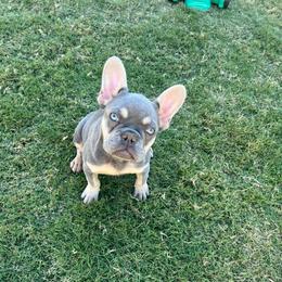 Pink boy - Black and tan male French Bulldog puppy in Dawsonville, Georgia from Baros Kennel