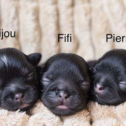 Shichon and Shih Tzu Puppies from Manor Hills Shih Tzus