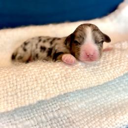 Boy 4 - male Bernedoodle puppy in Salt Lake County, Utah from Coco Avenue Pups