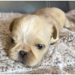 Brussels Griffon Puppies from Shelly's Brussels Griffons