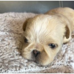 Brussels Griffon Puppies from Shelly's Brussels Griffons