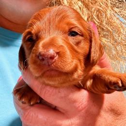 Girl 2 - Dapple female Dachshund puppy in Pierson, Florida from Michelle’s Mini Dachshunds