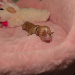 White - Cream female Dachshund puppy in Bristol, Tennessee from It's Mini Wieners Baby
