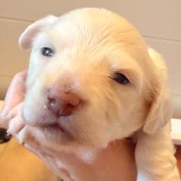 Francey - Cream female Dachshund puppy in Forsyth, Georgia from Brianna's Dachshunds