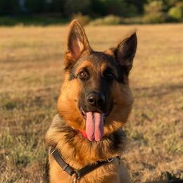 German Shepherds from Squires Farm and Ranch, Vom Haus Squires