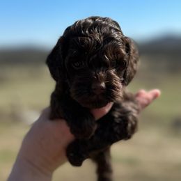 Boots - Brown Cockapoo puppy in Mena, Arkansas from Ouachita River Cockapoos