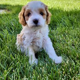 Cavapoo Puppies from Ellas.Pups