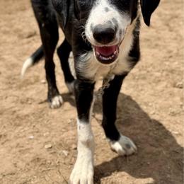 Grimm - Black and white male Border Collie puppy in Odessa, Texas from High Velocity Stockdogs