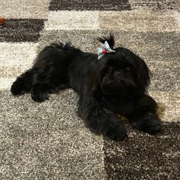 Roni - Shih Tzu