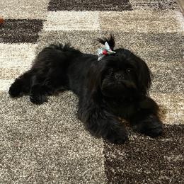 Roni - Shih Tzu
