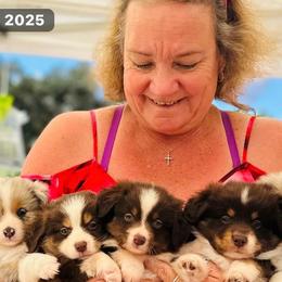 Miniature American Shepherd Puppies from Karen Ross's Miniature American Shepherds