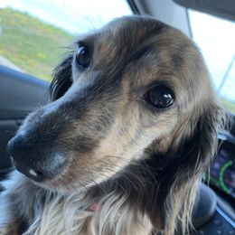 Quilly - Dachshund