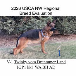 Twink - German Shepherd