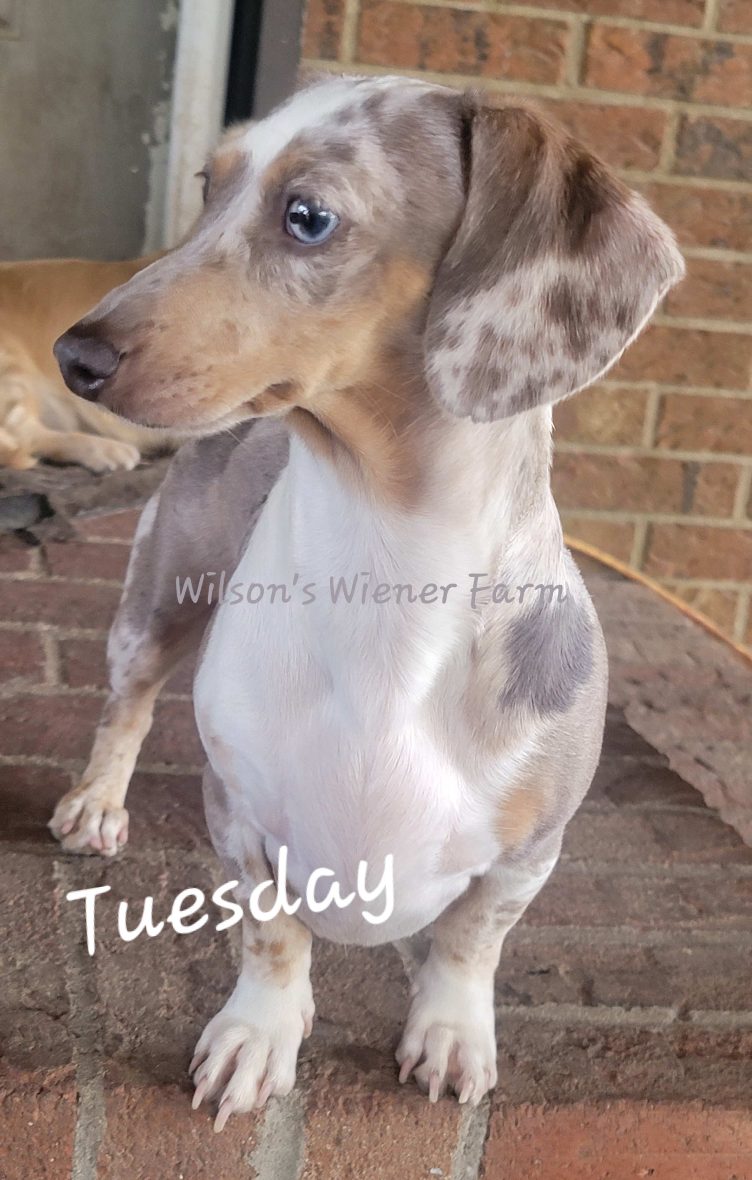 Tuesday - Dachshund