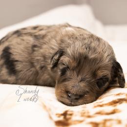 Shandy - Blue merle male Bernedoodle puppy in Youngstown, Florida from Wonderland’s Boujie Kennels