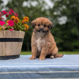 Cece - Sable female Bernedoodle puppy in Mc Ewen, Tennessee from Spencer's "lil" Cavapoos & Bernedoodles