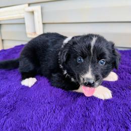 Jet - Black & white male Australian Shepherd puppy in Charlotte, North Carolina from Awesome Aussies