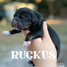 Ruckus - Black male Catahoula Leopard Dog puppy in Okeechobee, Florida from Lazy 44 Catahoulas