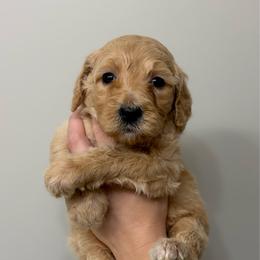 Brown - Cream female Goldendoodle puppy in Ranger, Georgia from Muscadine Meadows Poodles and Doodles