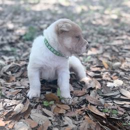 Pine - Lilac dilute male Chinese Shar-Pei puppy in Lehigh Acres, Florida from Florida Wrinkles