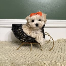Froth - Cream male Maltipoo puppy in Philadelphia, Pennsylvania from HMH’s Boxers, Maltipoos & Cavaliers