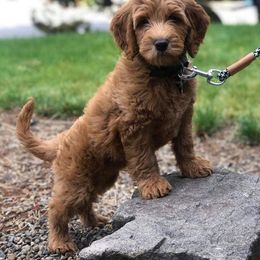 Goldendoodle Puppies from Sundial Goldendoodles