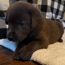 Bodie- Blue - Charcoal male Dilute Retriever puppy in Marion, Illinois from Summer Lovin’ Labradors of Southern Illinois