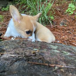 Pembroke Welsh Corgi Puppies from Dalton Family Corgis