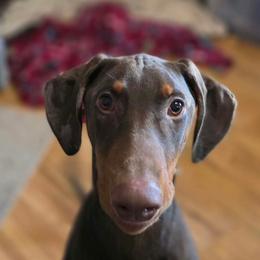 Bishop - Red and rust male Doberman Pinscher puppy in Redford, Michigan from Warsong Dobermann