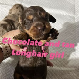 Akc Tulip - Chocolate and tan female Dachshund puppy in Whitesboro, Texas from Joanie's Tickled Pink Puppies