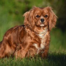 Dreamy - Cavalier King Charles Spaniel