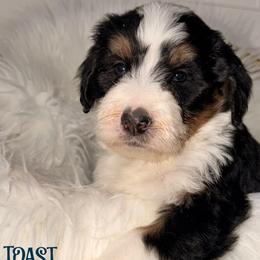 Toast - Tri-color male Bernedoodle puppy in Beecher, Illinois from Erica’s Doodles