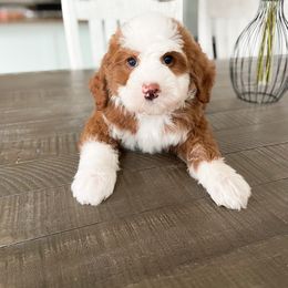 Bernedoodle and Cavapoo Puppies from Wonderful World Doodles