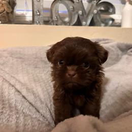 Tinsel - Liver female Shih Tzu puppy in Kodak, Tennessee from Cutshall Babies