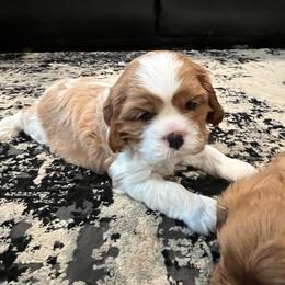 Buzz - Blenheim male Cavalier King Charles Spaniel puppy in Eatontown, New Jersey from NJ Cavalier King Charles Breeder