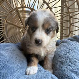 Bunni - Blue merle female Australian Shepherd puppy in Grants Pass, Oregon from Carmel Mountain Aussies