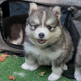 Lenny Male Blue Eyes - Gray and white male Pomsky puppy in Hurleyville, New York from My Crazy Pomskys