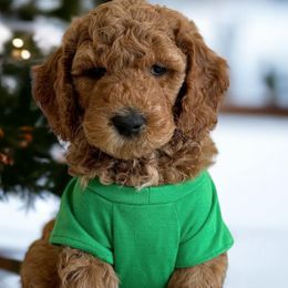 Goldendoodles from Doodlesbyhoney