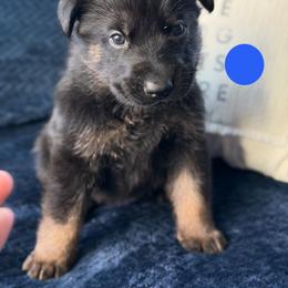 Fracture - Bi-color male German Shepherd puppy in Medical Lake, Washington from Nine Realms German Shepherds