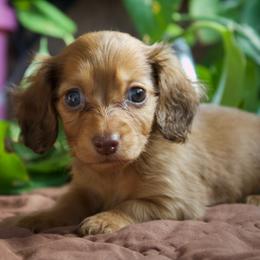 Jolene - Red female Dachshund puppy in Midland, Texas from The Barefield Doxies